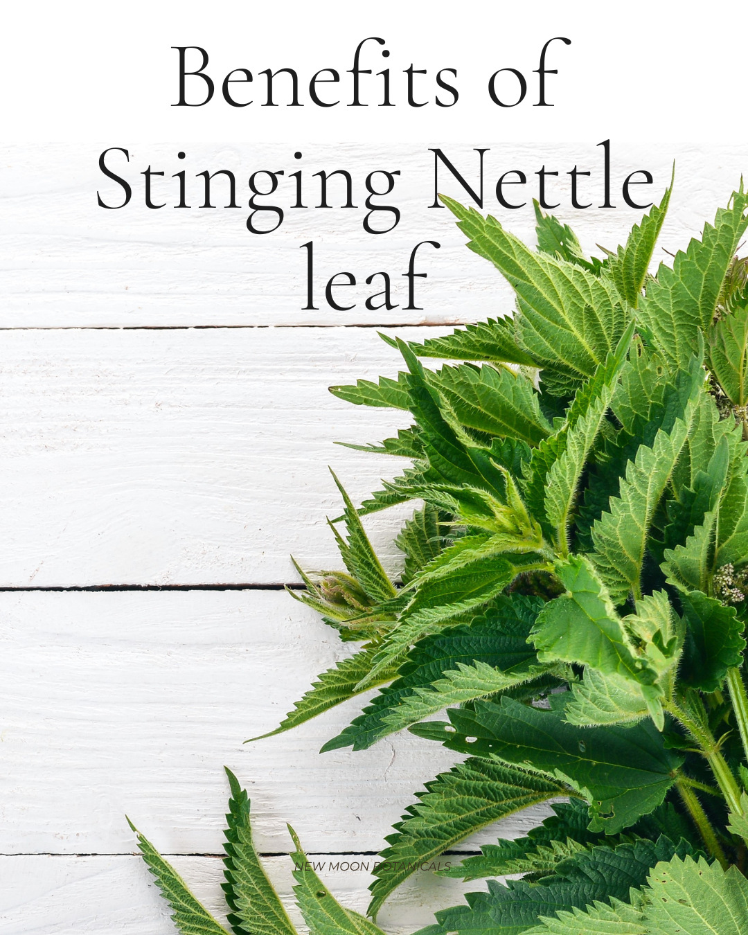 “Dried nettle leaves used for mineral rich herbal tea”