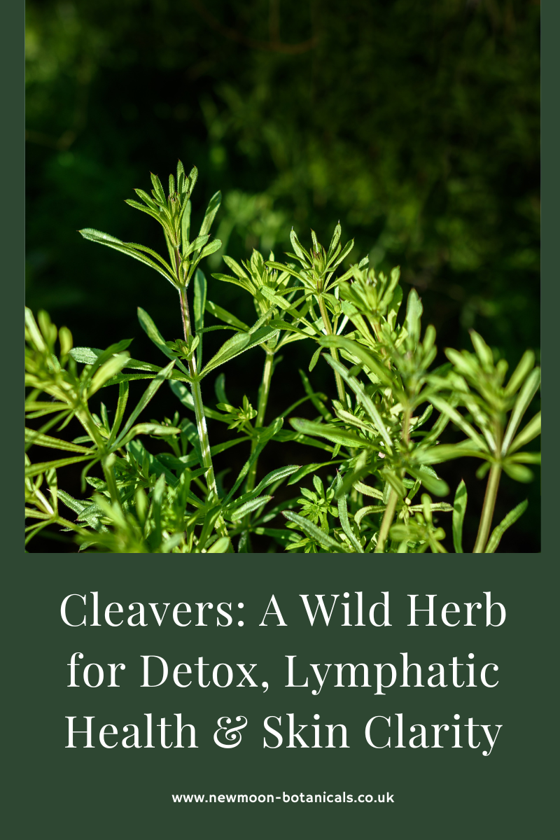 Clevers Rash Cleavers Herb Benefits: Lymphatic Cleanse & Luck Charm – NewMoon Botanicals