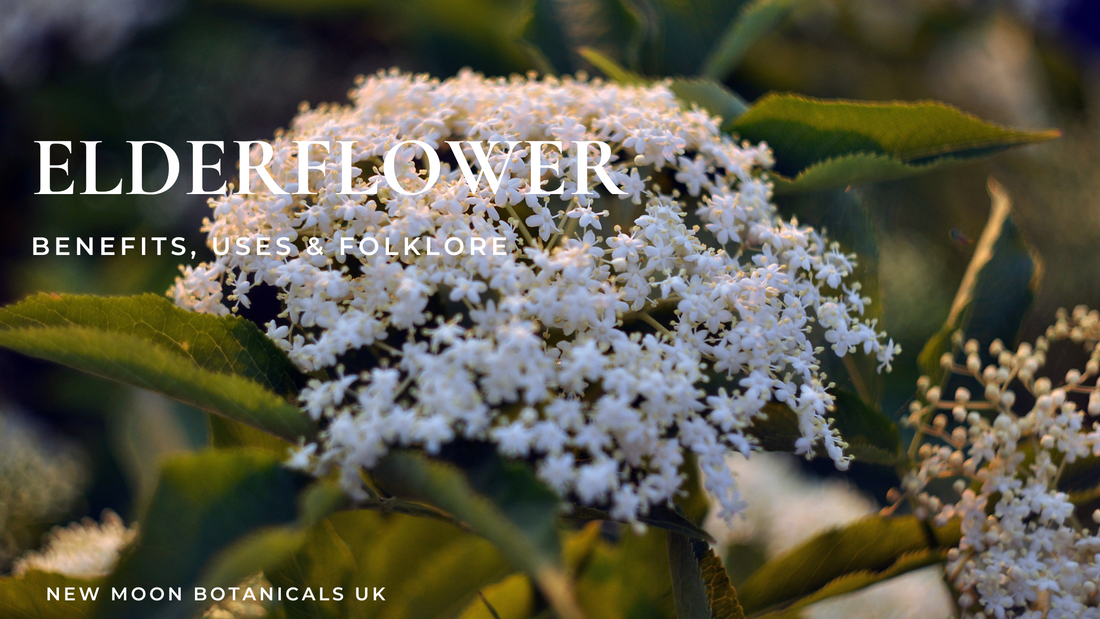 Elderflower herb properties and uses 
