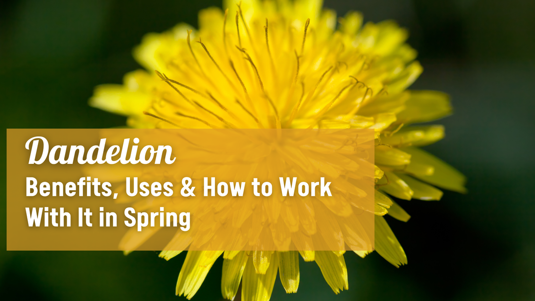 dandelion tea herbal infusion for liver support and digestion