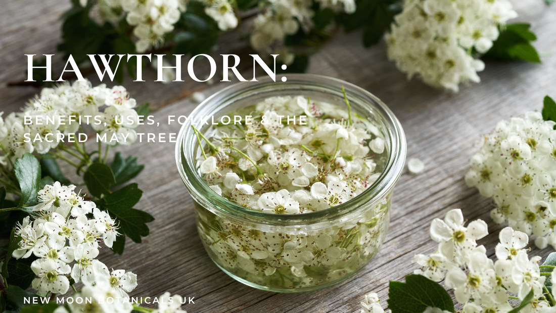 Hawthorn blossoms blooming in spring hedgerow, white flowers of Crataegus used in herbal medicine for heart support