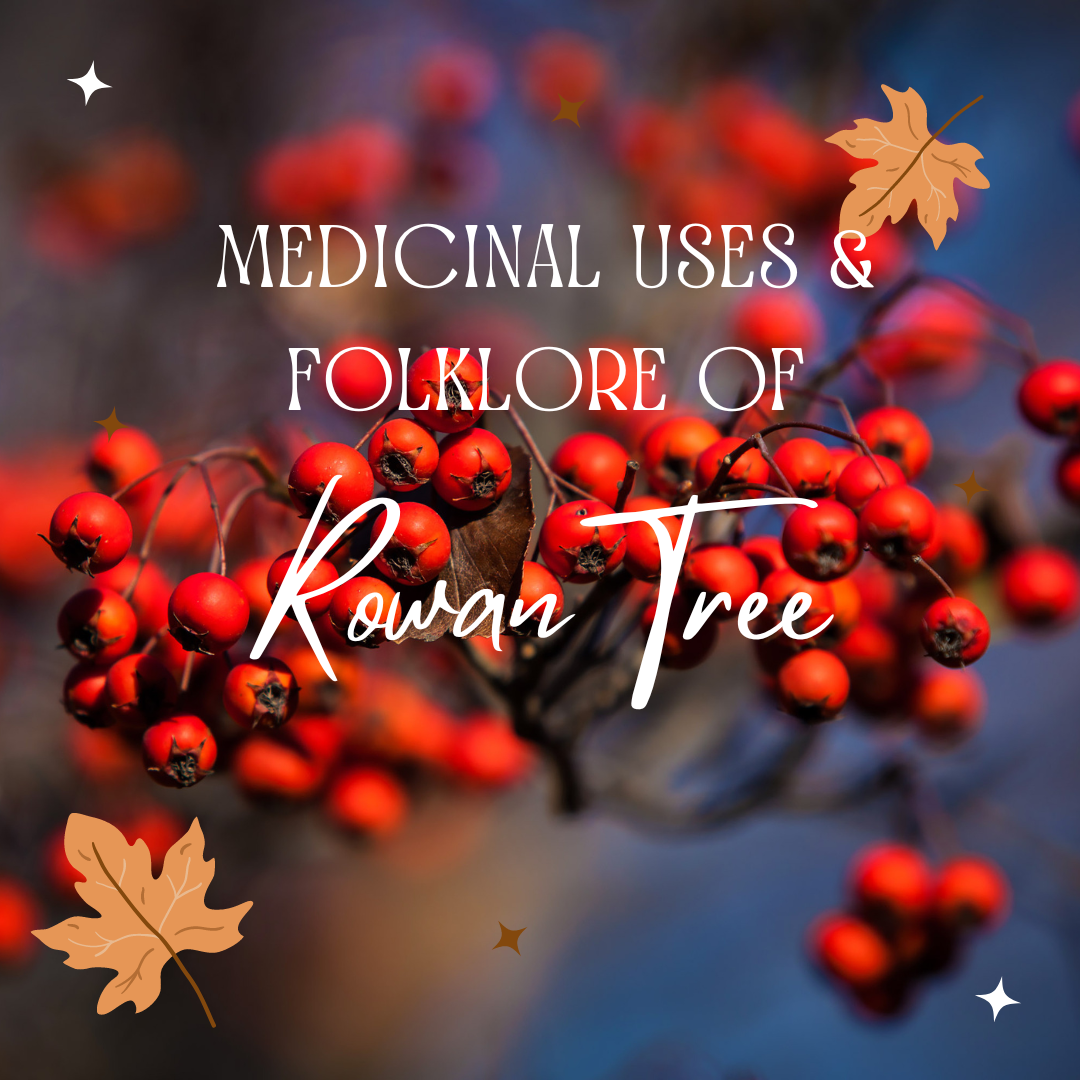 Rowan Tree Rituals The Rowan Tree: Nutritional Value, Medicinal Properties, and Folklore ...